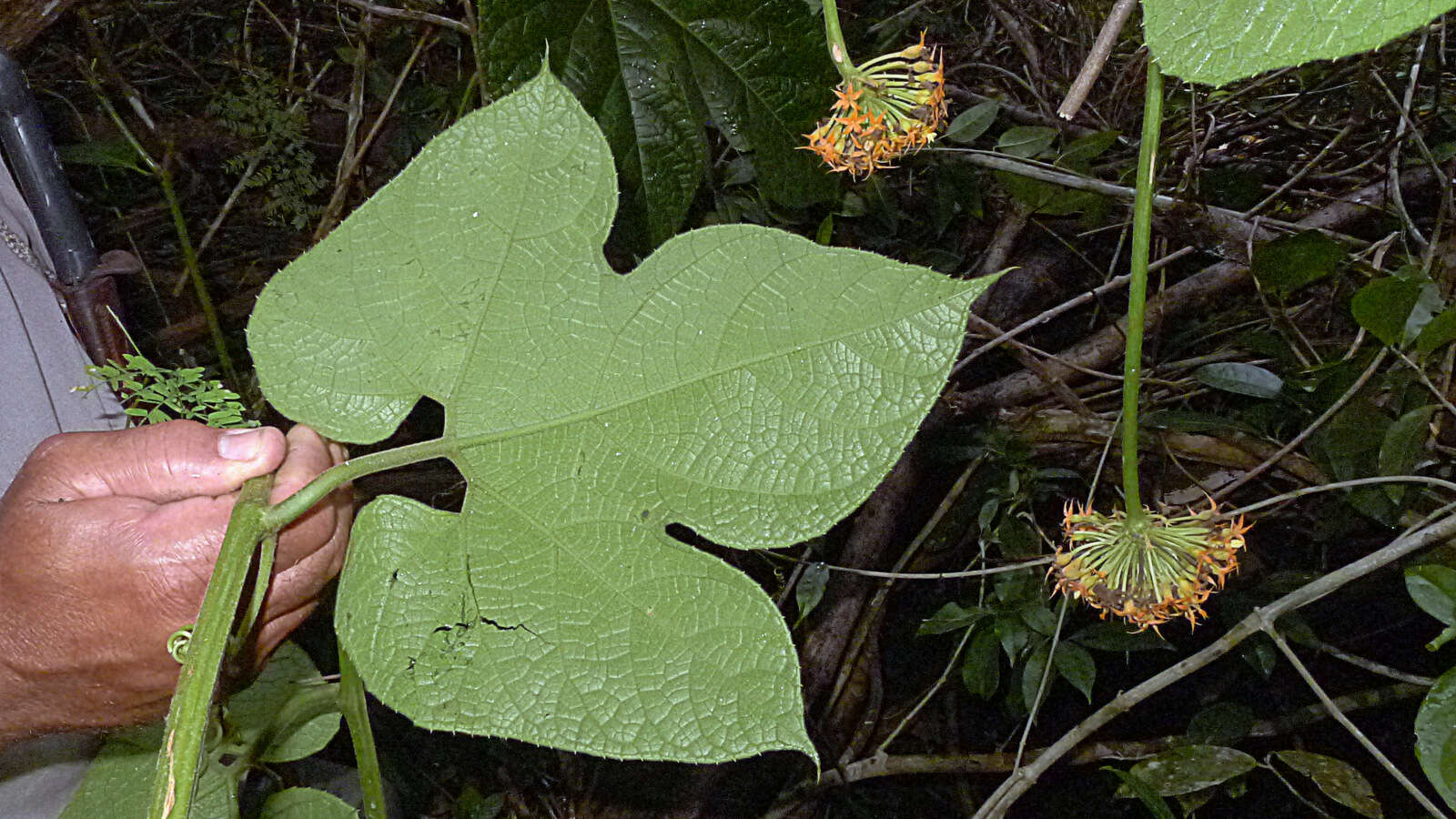 Image of Gurania subumbellata (Miq.) Cogn.