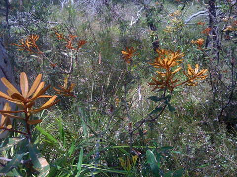 Image of banksia