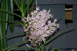 Image of Vanda christensoniana (Haager) L. M. Gardiner