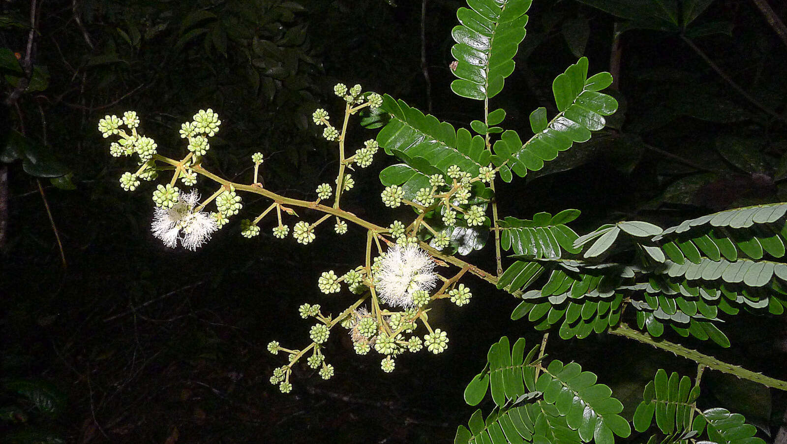 Image of acacia