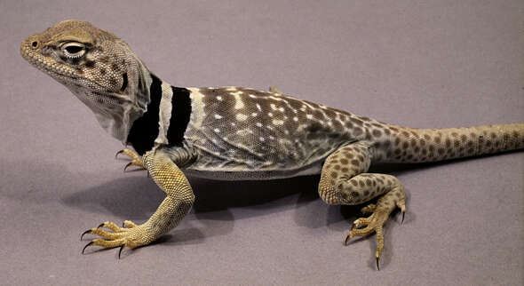 Image of leopard lizards