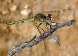 Image of Red-veined Darter