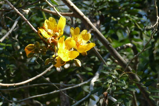 Image of cochlospermum