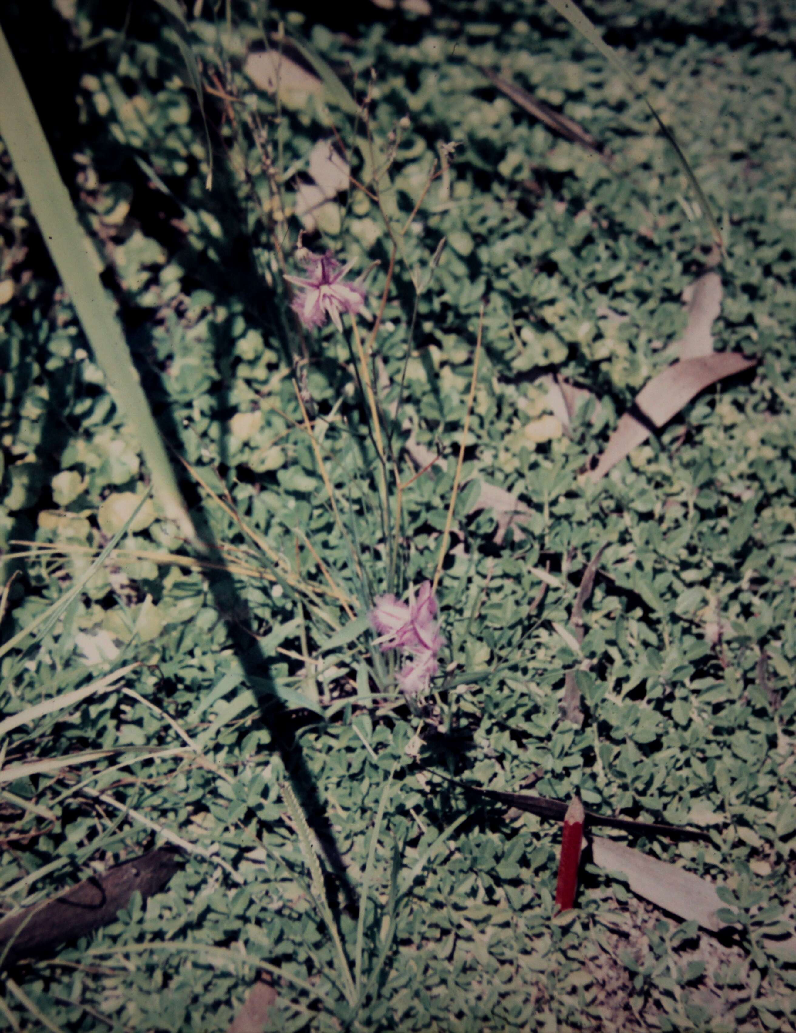 Image of Fringe lily