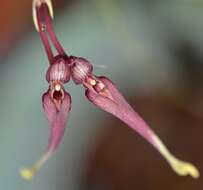 Image de Bulbophyllum biflorum Teijsm. & Binn.