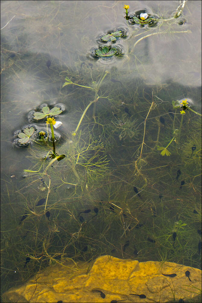 Image of Pond Water-crowfoot