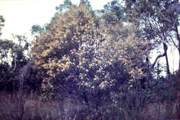 Image of Acacia longispicata Benth.