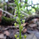 Image de Crepidium kerstingianum (Schltr.) Szlach.