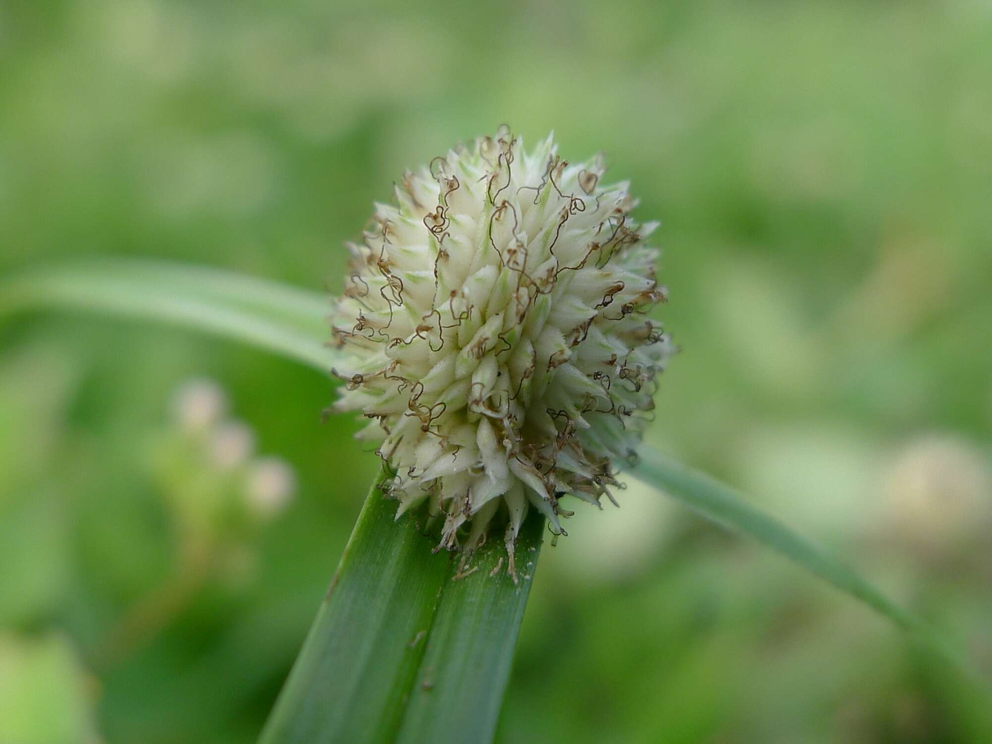 Image of White-Head Spike Sedge