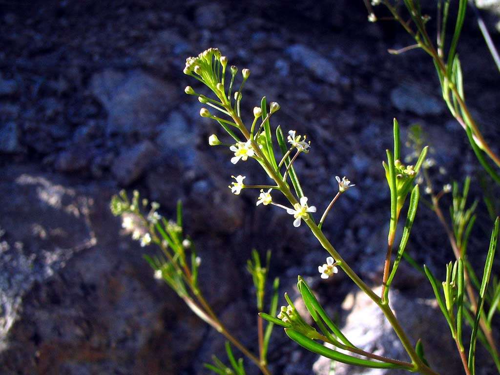 Image of sand fringepod