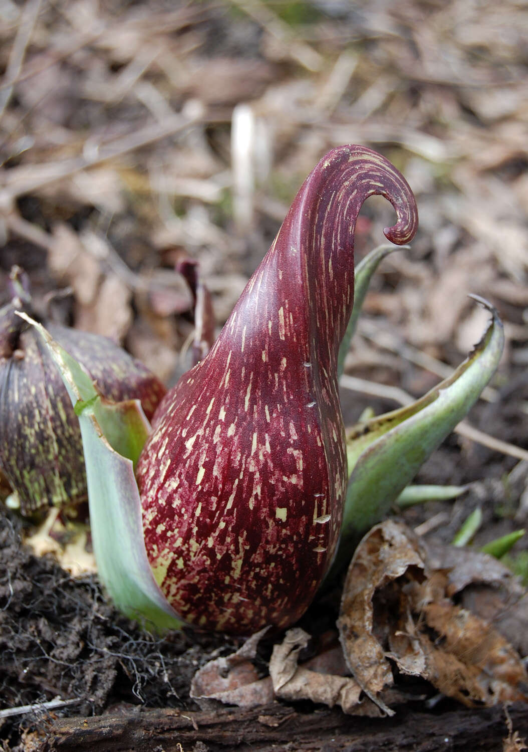 Image of skunk cabbage