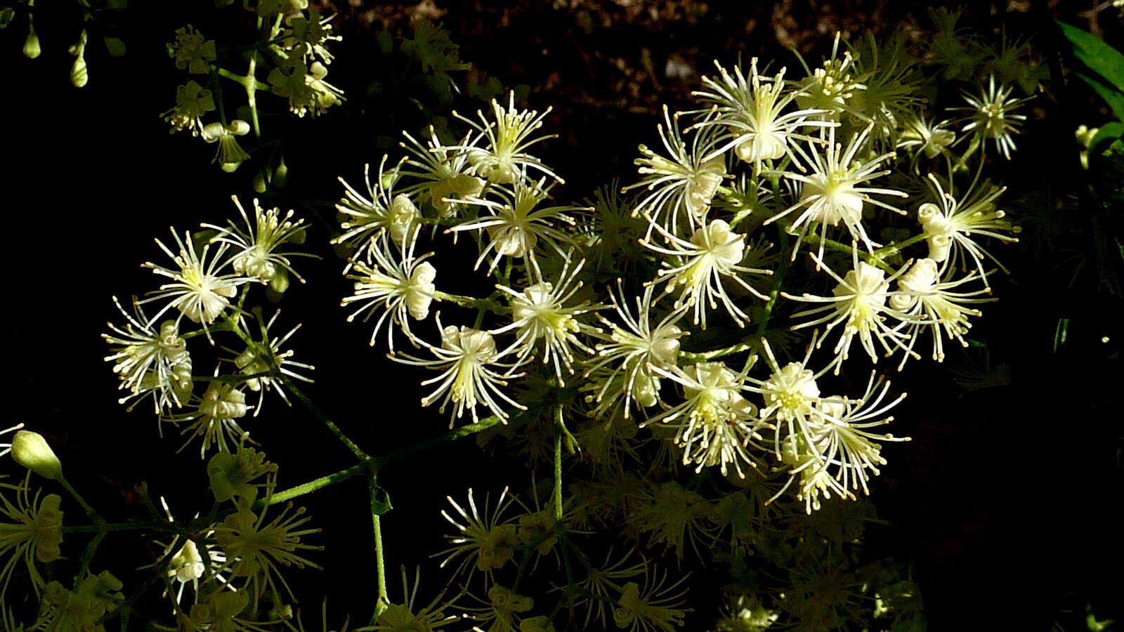 Sivun Clematis brasiliana DC. kuva