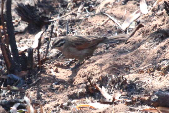 Image of Cape Bunting