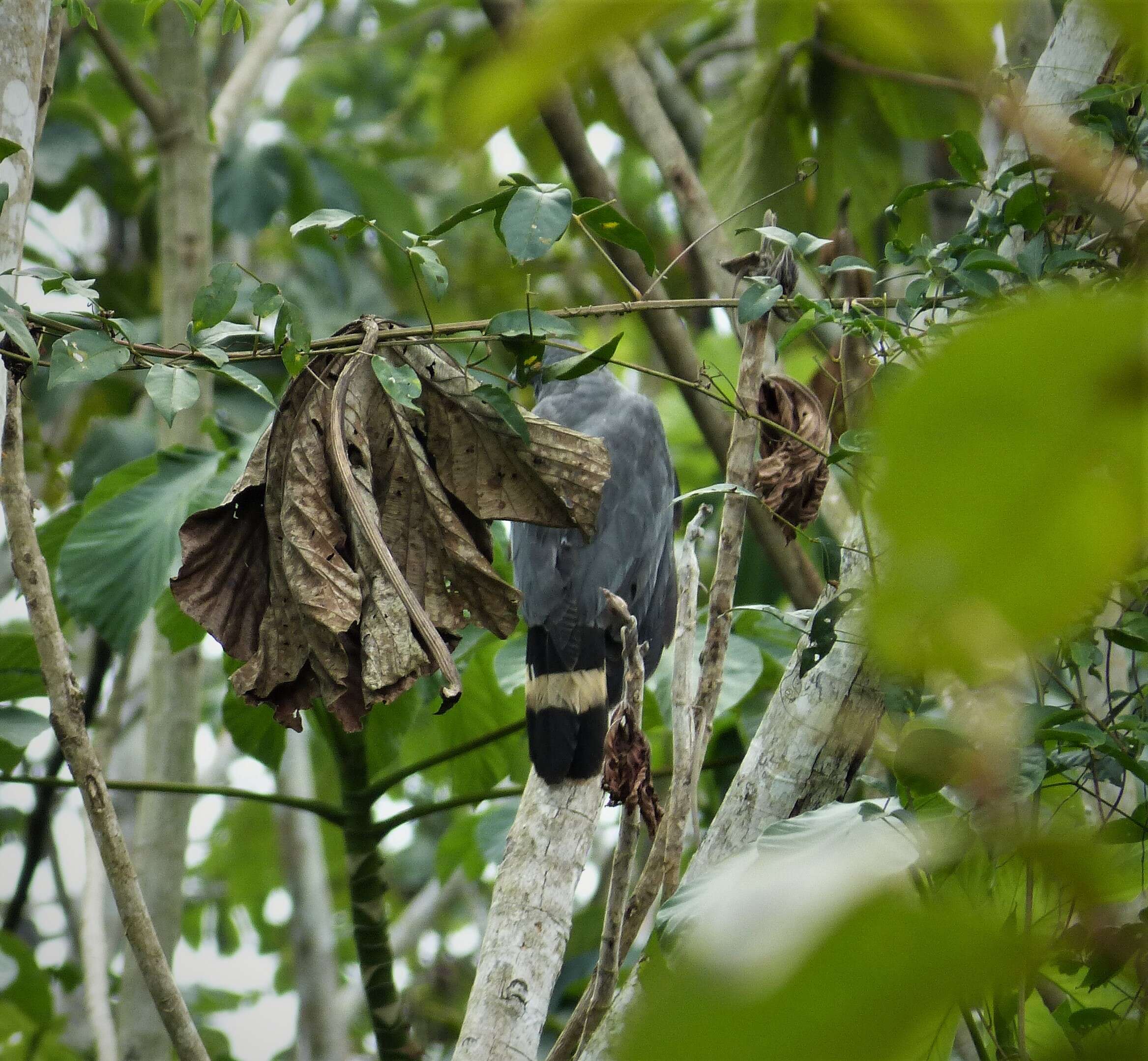 Image of Grey-lined Hawk