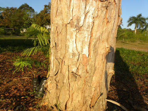 Image de Albizia guachapele (Kunth) Dugand