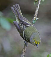 Plancia ëd Vireo Vieillot 1808