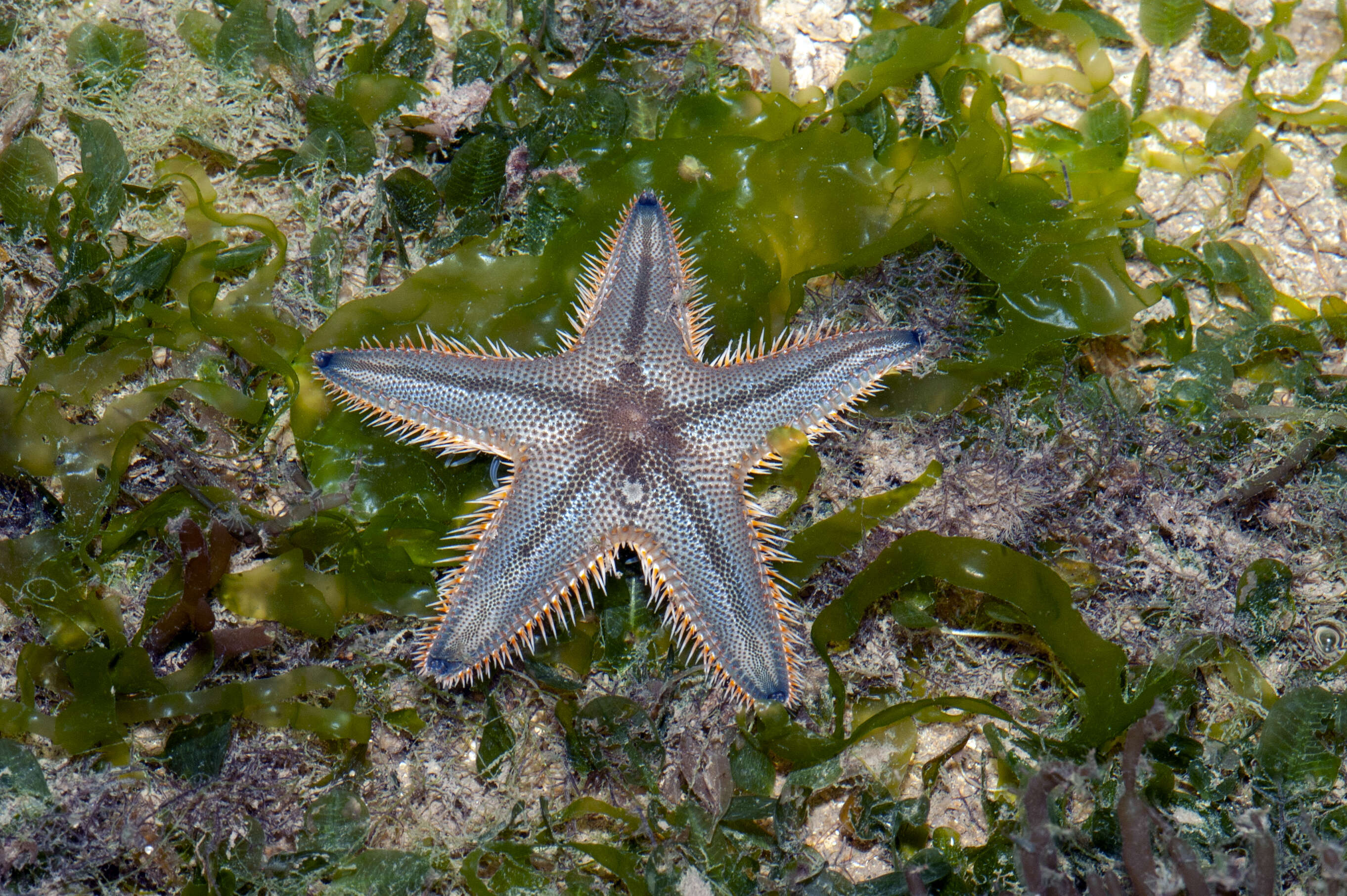 Image of Astropectinidae Gray 1840