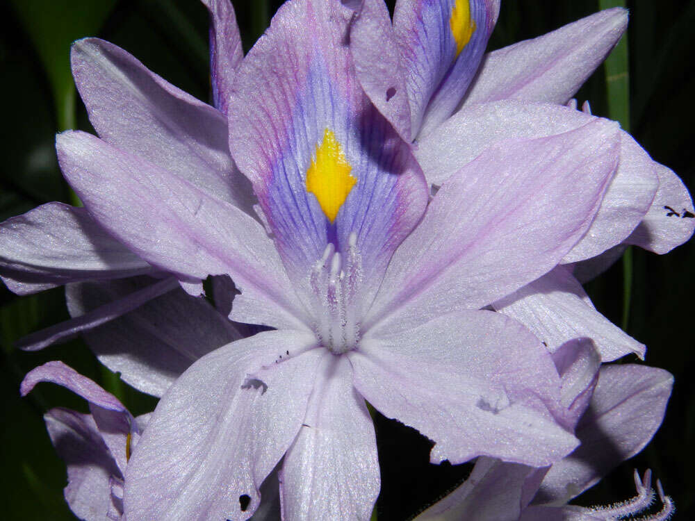 Image of Water hyacinths