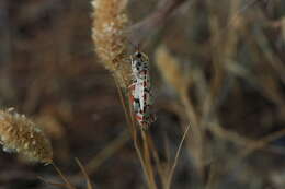 Image of crimson speckled