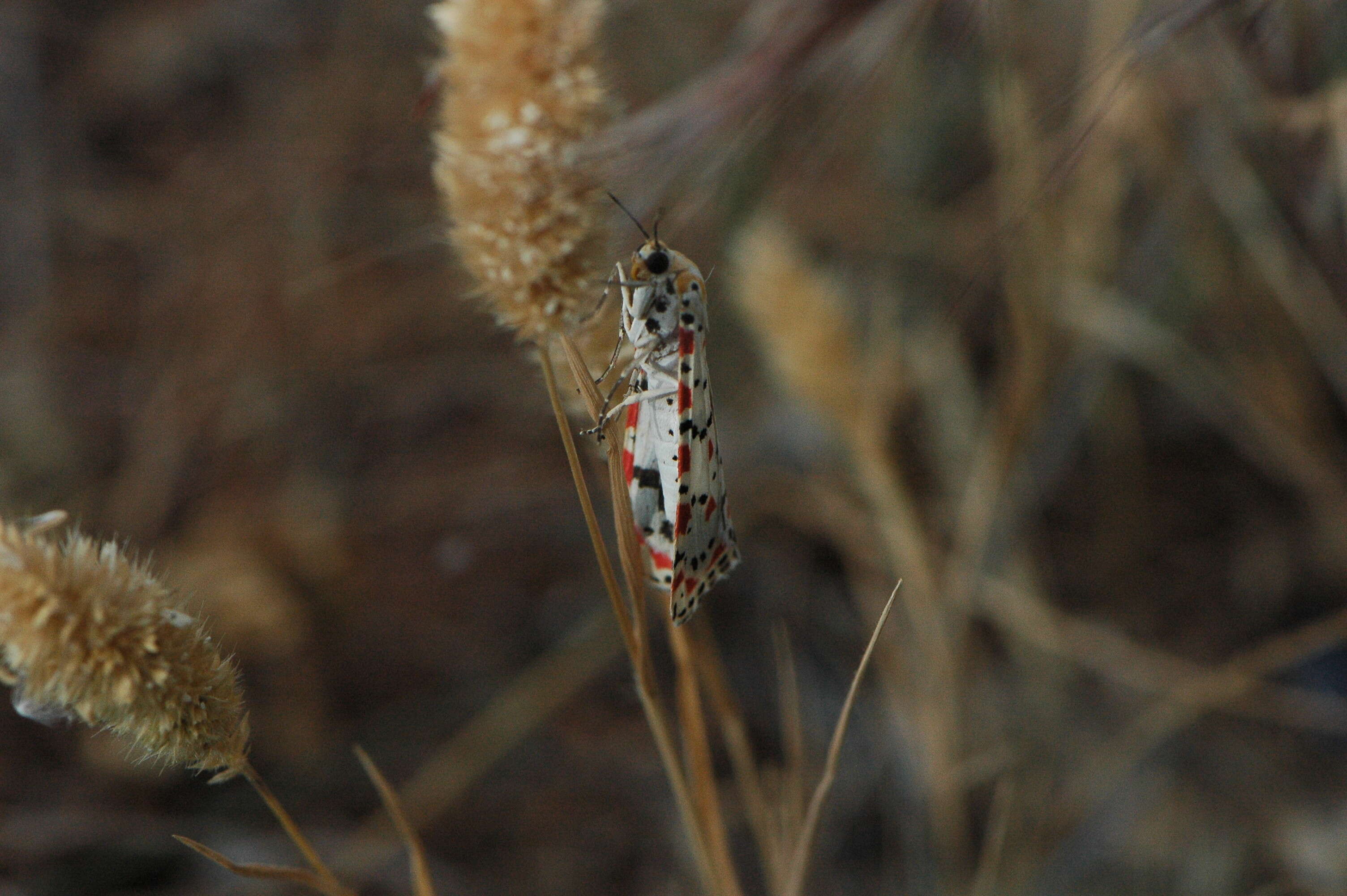 Utetheisa pulchella Linnaeus 1758 resmi