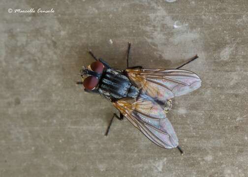 Image of house fly