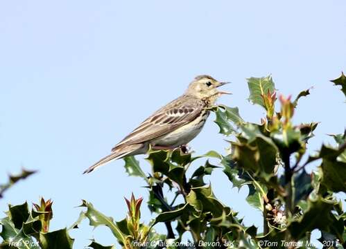 Image of Tree Pipit