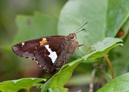 Image of Silver-spotted Skipper