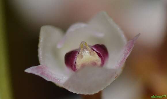 Image de Pinalia floribunda (Lindl.) Kuntze