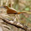 Image of Great Antshrike