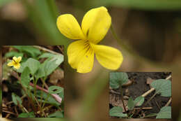 Image of Utah violet