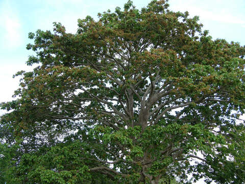 Image of Panama tree