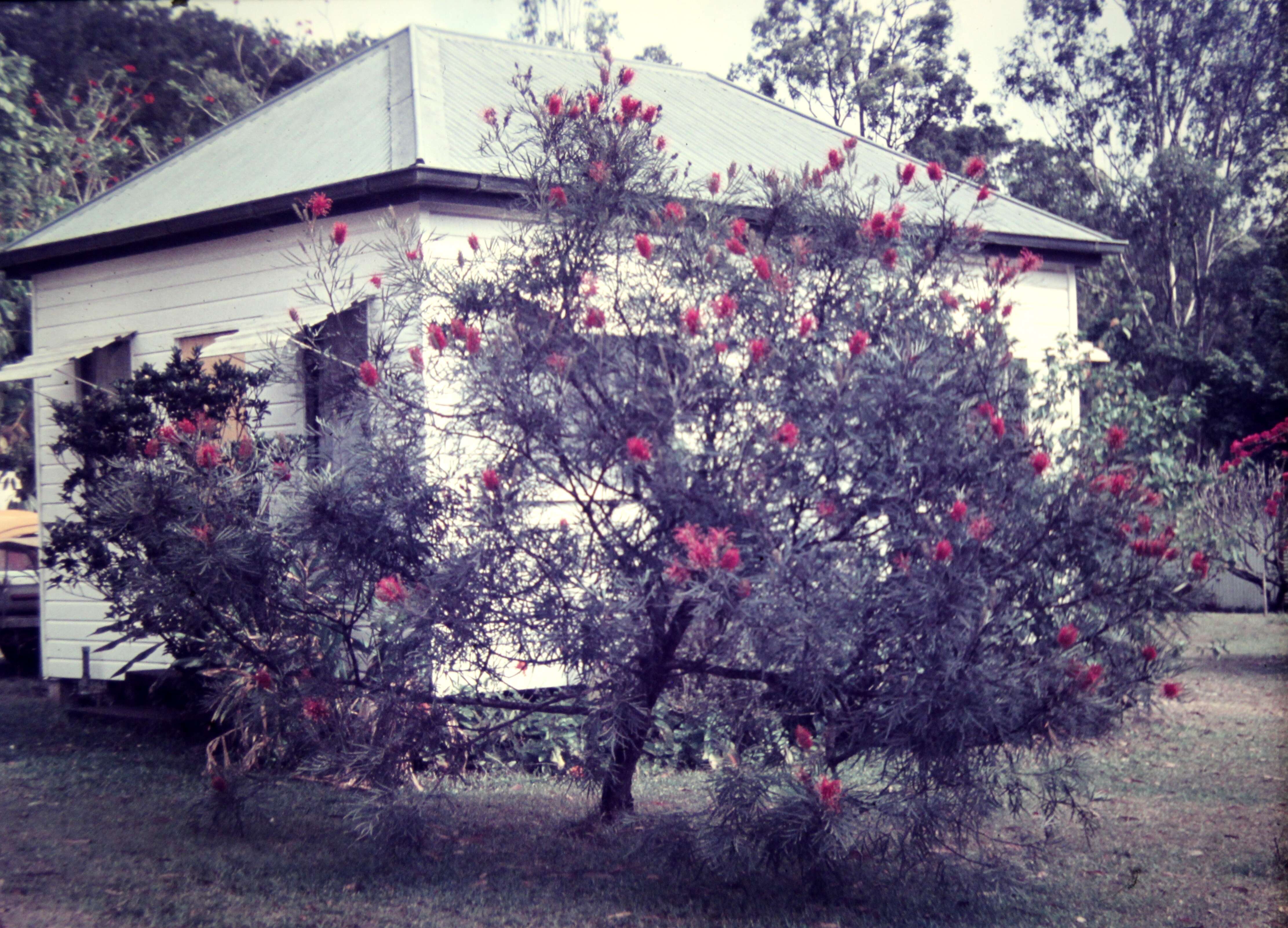 Image of Silky-oak