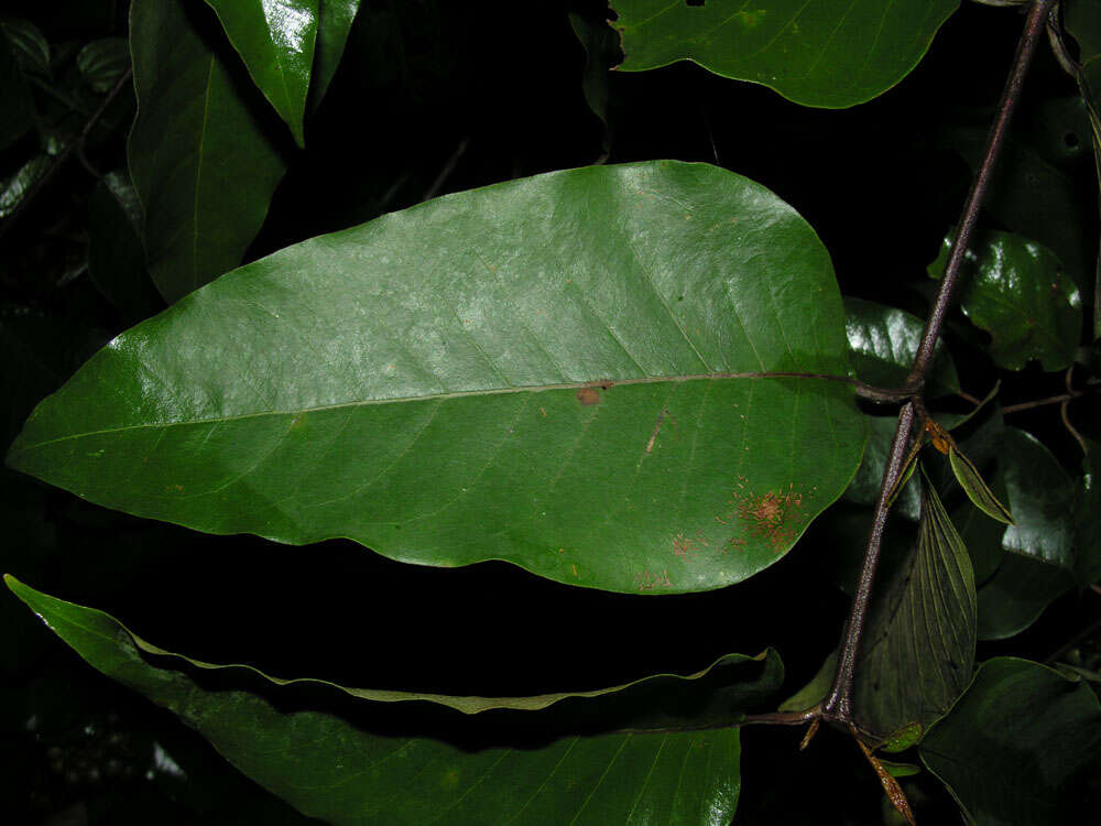 Image of Vismia baccifera (L.) Triana & Planchon