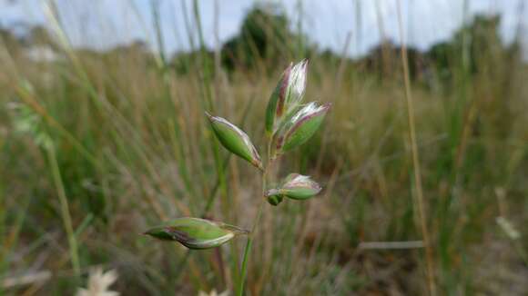 Image of wallaby grass