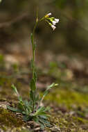 Arabis collina Ten.的圖片