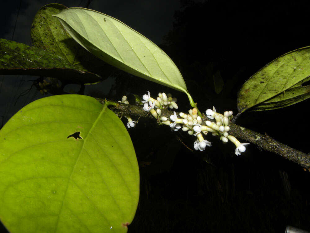 Image of Schlegelia parviflora (Oerst.) Monach.