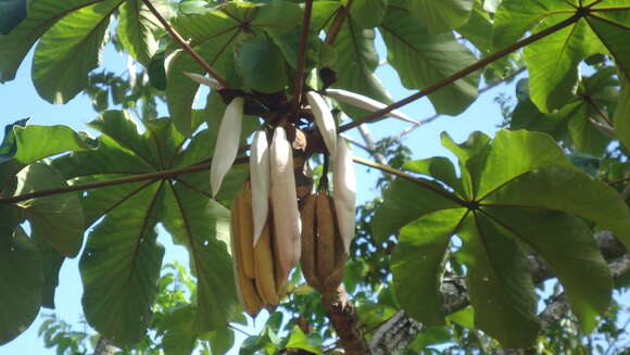 Cecropia glaziovii Snethlage的圖片