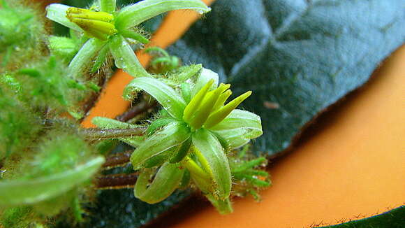 Image of Solanum polytrichum Moric.