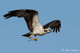 Image of ospreys