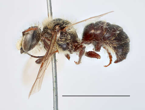Sivun Näivertäjämehiläiset kuva