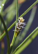 Image of Carex cephalotes F. Muell.