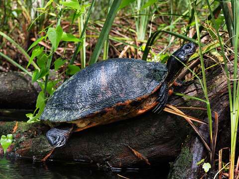 Image of Peninsula Cooter