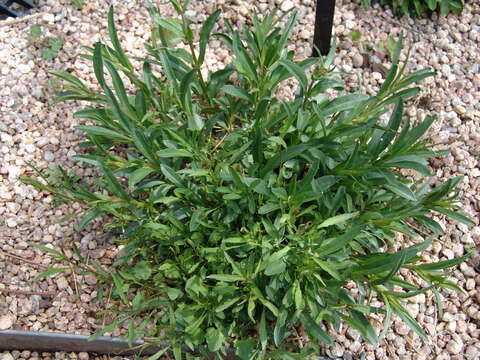 Image of littleflower penstemon