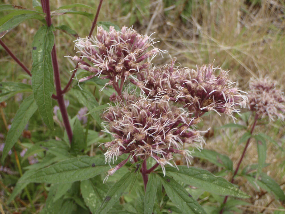 Image of Hemp-agrimony