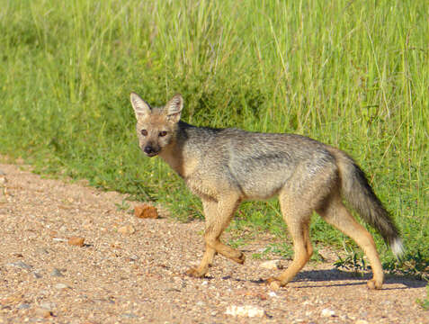 Image of Side-striped Jackal