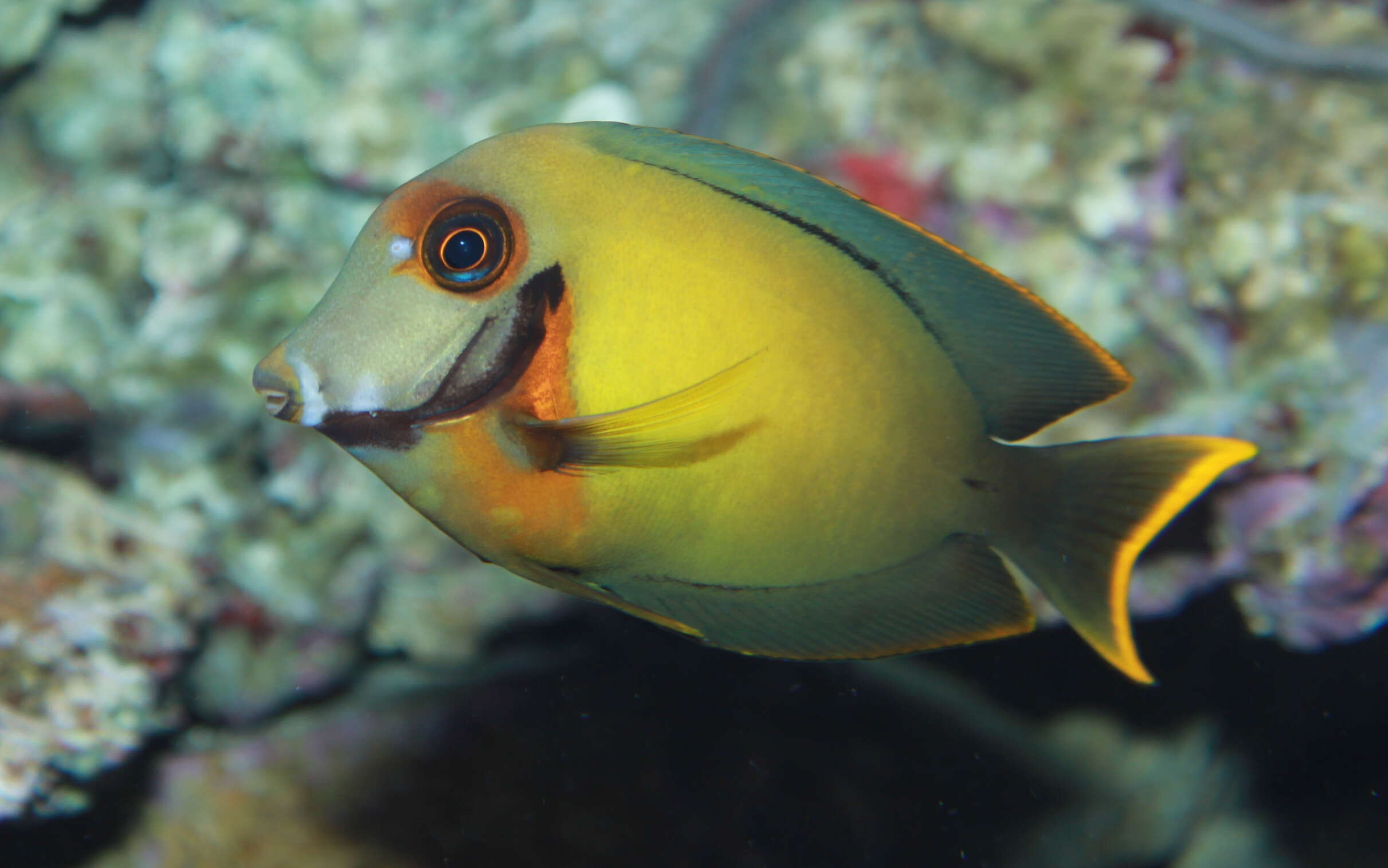 Image of Chocolate Surgeonfish