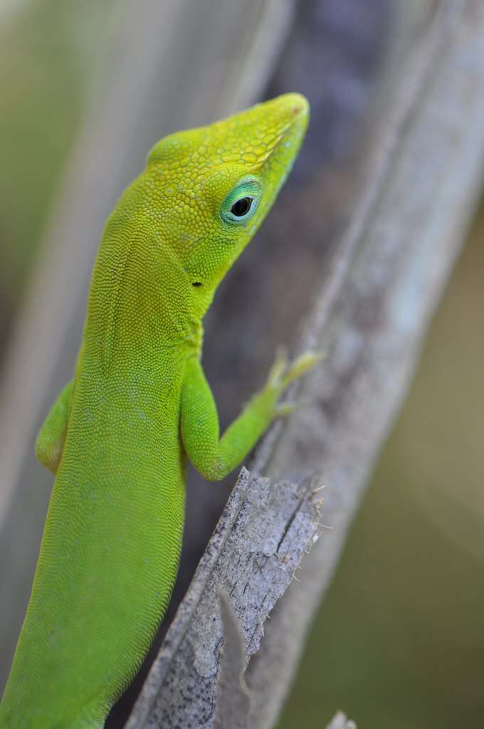 Image of Dactyloidae