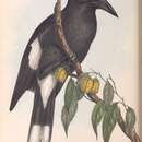Image of Strepera versicolor arguta Gould 1846
