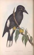 Imagem de Strepera versicolor arguta Gould 1846