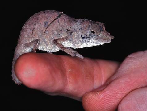 Image of Stumptail chameleons